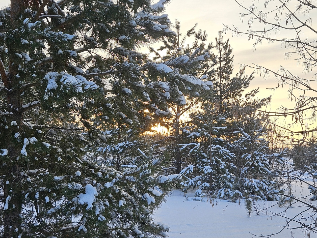 лес, зима, снег.jpg